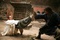 jet li se battant avec jackie chan