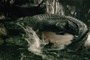 caiman - Solitaire