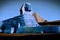 le sphinx