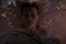 alice grandissant