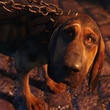 chien