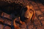 chien