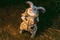 le lapin blanc soumis