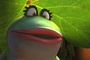la grenouille