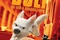 Bolt