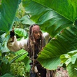 johnny depp dans la jungle
