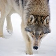 le loup du film