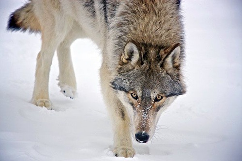 le loup du film