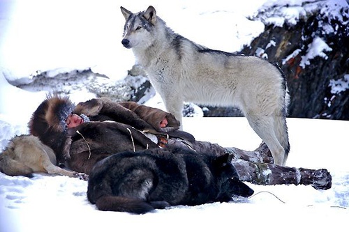 le loup et l homme