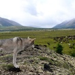 le loup regardant le troupeau