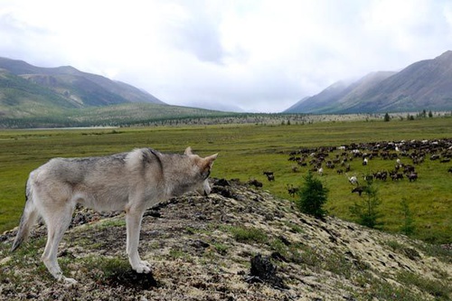 le loup regardant le troupeau
