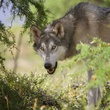 le loup