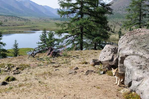 photo 18 du film loup