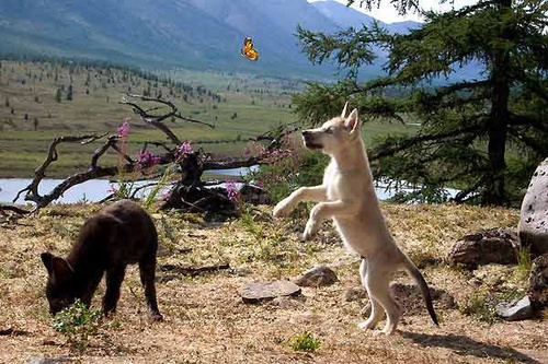un louveteau jouant avec un papillon