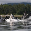 baleines Oceans