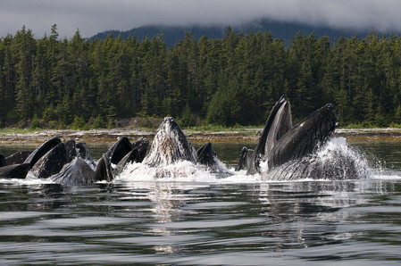 baleines Oceans