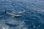dauphin Oceans