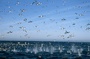 oiseaux Oceans