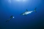 requin Oceans