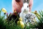 Affiche du film La Vie sauvage des animaux domestiques
