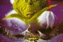Affiche du film Le Grinch
