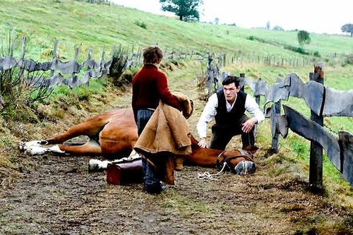 marc lavoine soignant un cheval