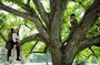 audrey-dana-dans-les-arbres-jpg