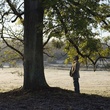 scene film l arbre et la foret