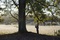 scene film l arbre et la foret