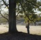 scene film l arbre et la foret - L'Arbre et la forêt 