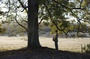 scene film l arbre et la foret