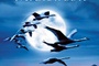 Affiche du film Le peuple migrateur