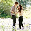 champ de fleurs edward et bella