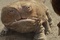 john-carter-le-film-jpg