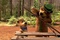 Yogi dans la forêt