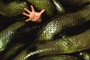 Affiche du film Anacondas 2