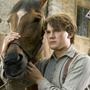 Cheval de Guerre : premières photos