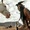 Lone Ranger : nouvelle image