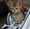 Keanu : le film où Keanu, (le chaton le plus mignon du monde) est doublé par Keanu (le Reeves le plus mignon du monde...)