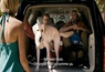 Bande annonce 1 VOST