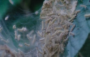 Les Bêtes du sud sauvage  Bande Annonce 1 VO