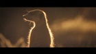 La bande annonce du film La Famille Suricate
