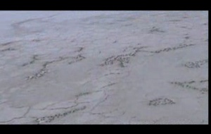 Les Ailes pourpres : le mystère des flamants  La bande annonce du film Les Ailes pourpres : le mystère des flamants